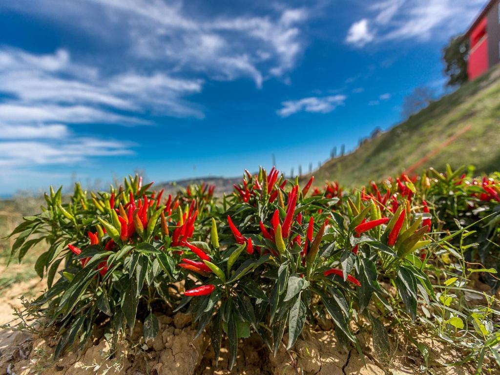 Agriturismo Il Sapore Della Luna Monteprandone Εξωτερικό φωτογραφία