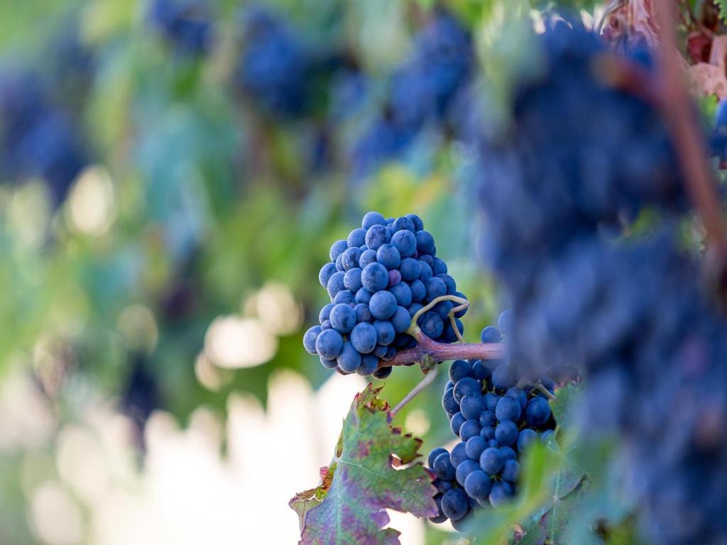 Agriturismo Il Sapore Della Luna Monteprandone Εξωτερικό φωτογραφία